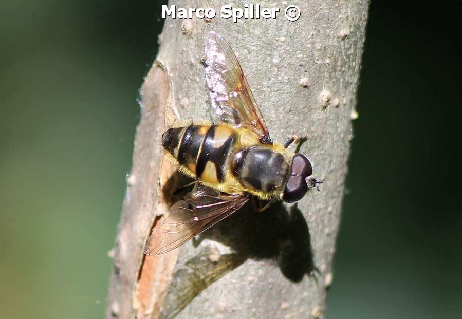 Myathropa florea